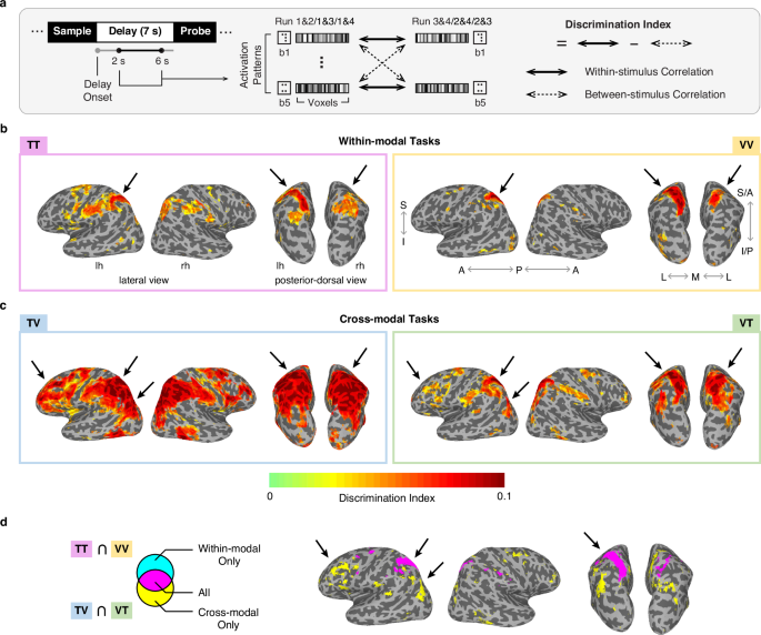 Fig. 2: The maintenance of individual braille pattern information during the delay period of each working memory task.