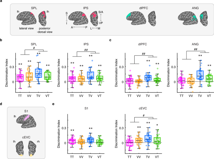 Fig. 3: Maintenance of individual braille pattern information in higher-order cortical and sensory areas during the delay period of working memory tasks.