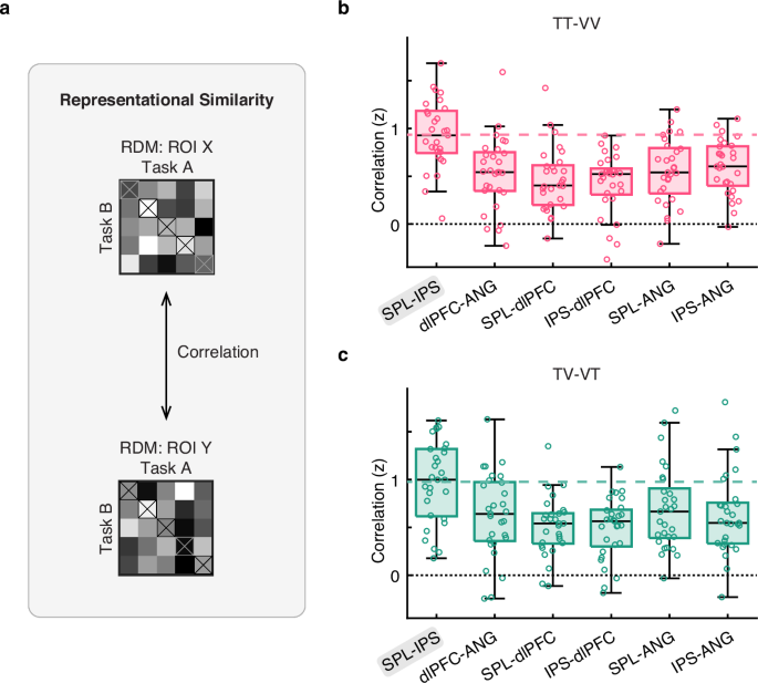Fig. 6: Representational similarity between higher-order cortical areas.