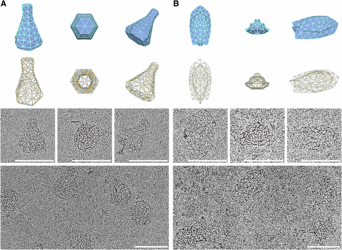 Fig. 3: Design and assembly of 3D spherical wireframe structures.