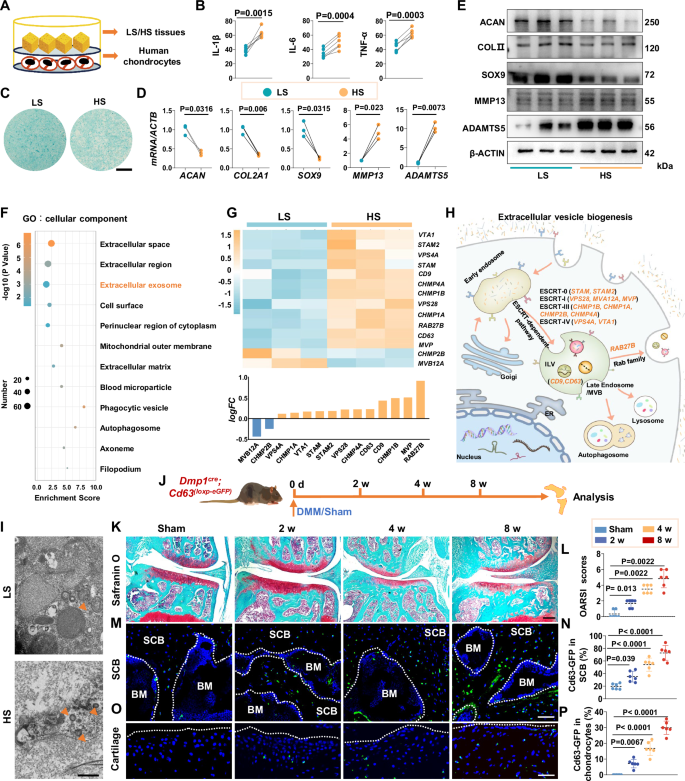 Fig. 1: Extracellular vesicles facilitate crosstalk between osteocytes and chondrocytes in osteoarthritis progression.