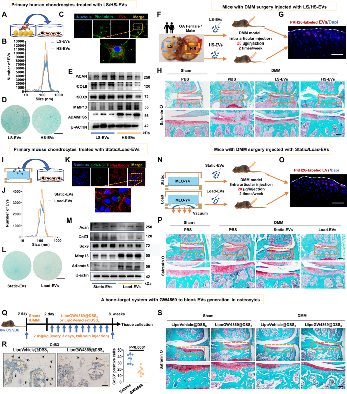 Fig. 2: Osteocyte-derived extracellular vesicles promote chondrocyte catabolism and inhibit anabolism in vitro and in vivo.