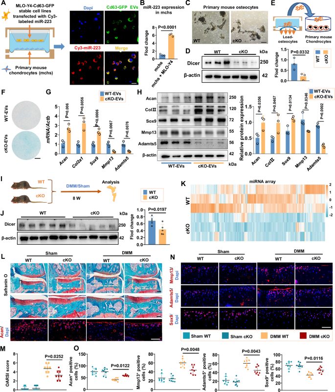 Fig. 3: MiRNAs were responsible for osteocyte-derived extracellular vesicles in regulating cartilage metabolism.