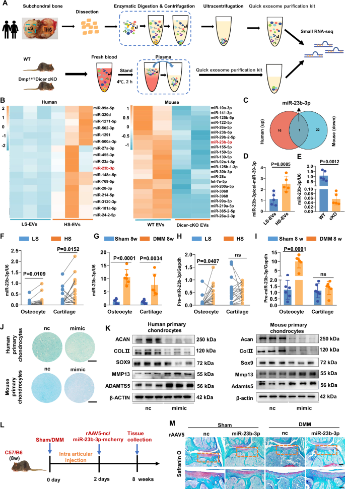 Fig. 4: MiR-23b-3p was the key mediator of osteocyte-derived extracellular vesicles in regulating cartilage metabolism.