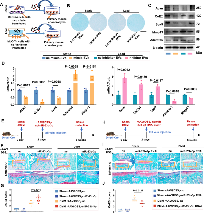 Fig. 5: Osteocyte-derived miR-23b-3p regulate cartilage metabolism during osteoarthritis progression.