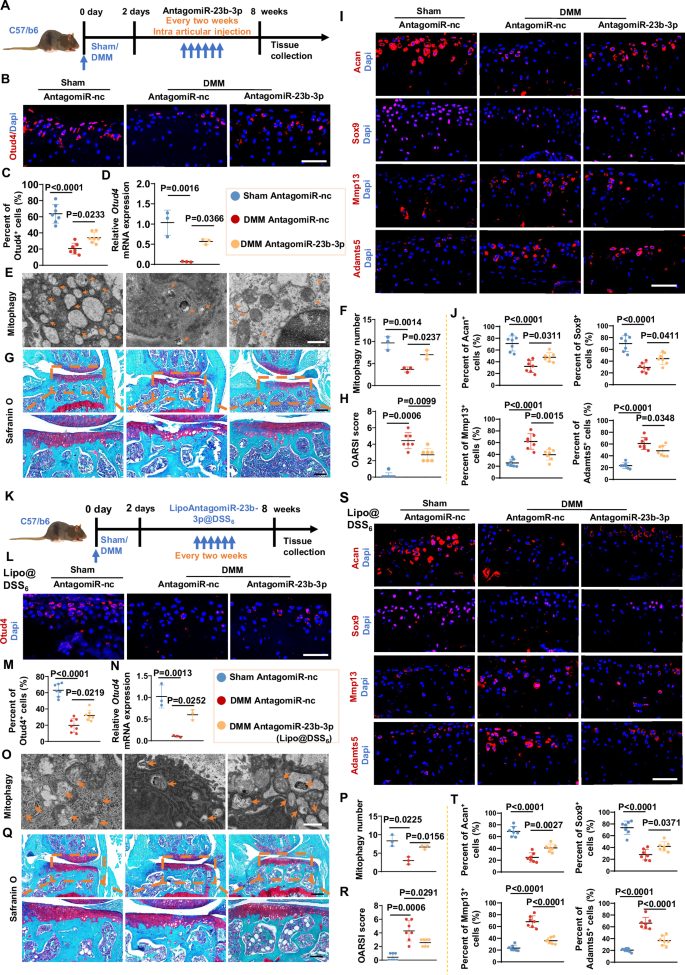 Fig. 7: Therapeutic inhibition of miR-23b-3p in chondrocytes or osteocytes alleviated cartilage degeneration during osteoarthritis progression.