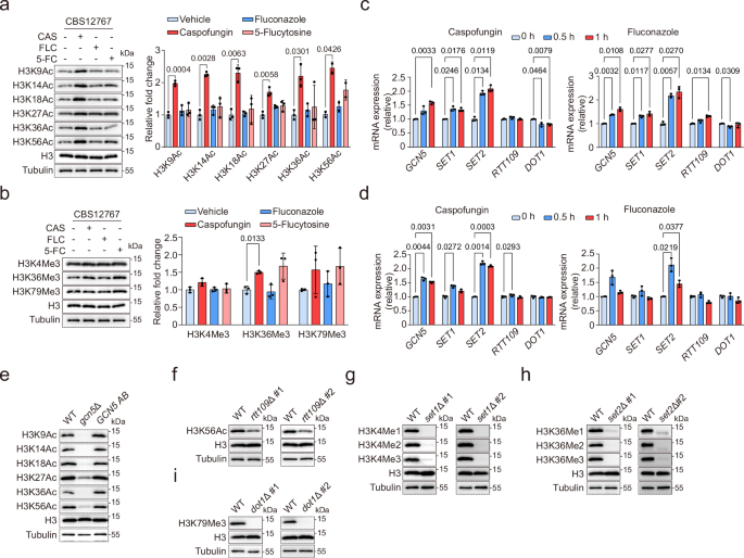 Fig. 1: Methylation and acetylation of histone H3 in C. auris respond to antifungal drug stress.