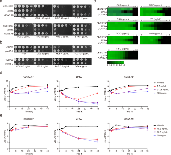 Fig. 2: Significant impact on antifungal drug resistance in C auris due to disruption of the GCN5 gene encoding histone H3 acetyltransferase.