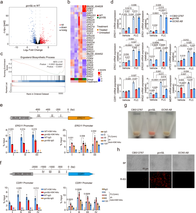 Fig. 3: Gcn5 regulates both ergosterol synthesis and drug efflux pump activity in C. auris.
