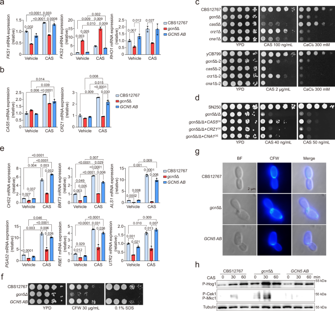 Fig. 4: Gcn5 regulates echinocandin drug resistance and cell wall structure homeostasis in C. auris by modulating the calcineurin pathway and the transcription factor Cas5.