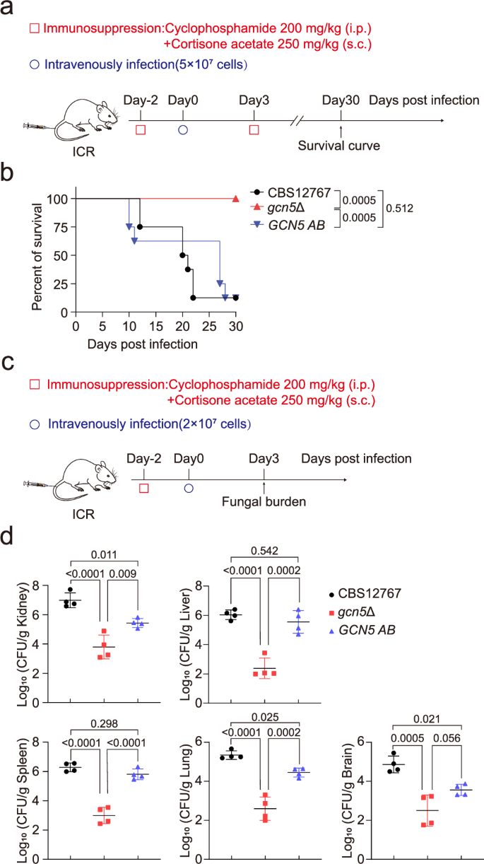 Fig. 5: Gcn5 is essential for the virulence of C. auris in invasive infections in mice.