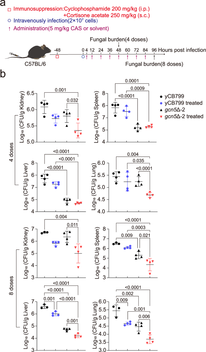 Fig. 6: The gcn5Δ mutant is more effectively cleared by CAS treatment in vivo.