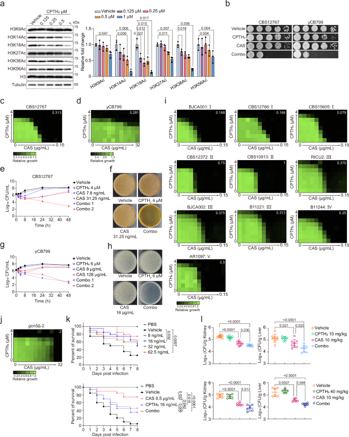 Fig. 7: Synergistic antifungal effect of CPTH2 and CAS against C. auris in vitro and in vivo.