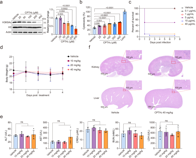 Fig. 8: Safety assessment of targeting Gcn5 in the host.
