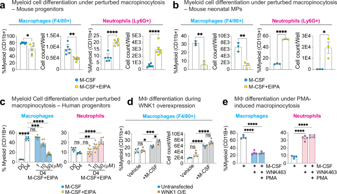 Fig. 4: M-CSF stimulates macropinocytosis in myeloid progenitors in a WNK kinase activity-dependent manner.