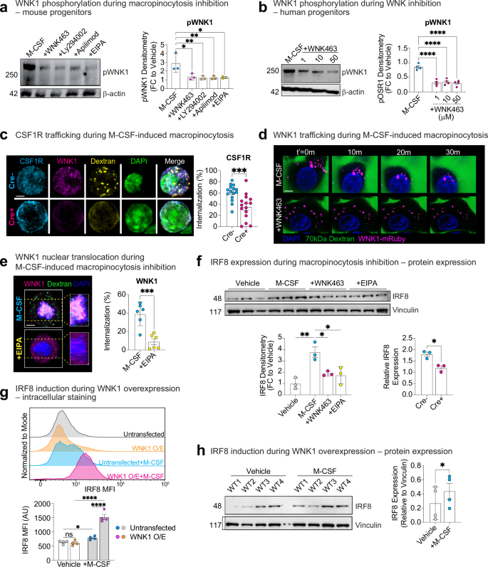 Fig. 5: Macropinocytosis induces CSF1R internalization in a WNK1-dependent manner.