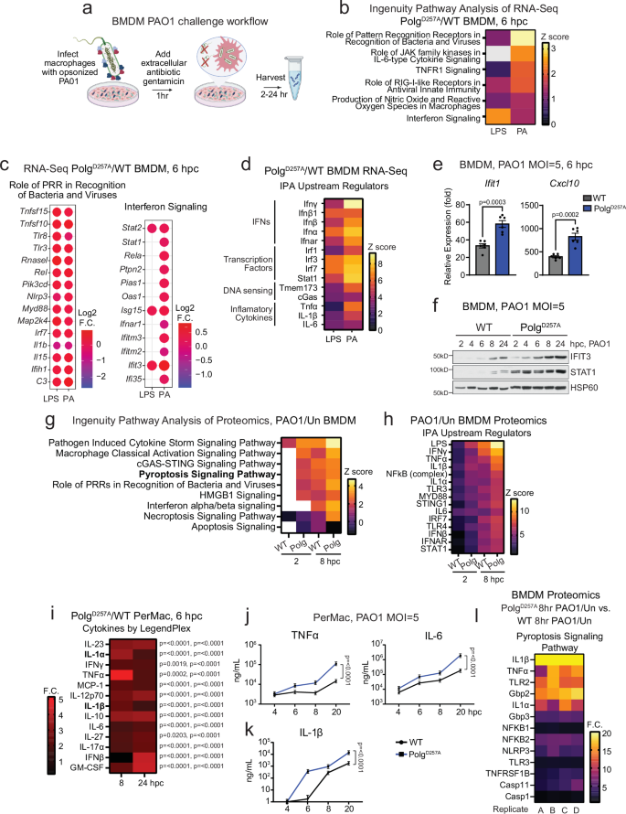 Fig. 1: PolgD257A mutator macrophages exhibit increased IFN-I and pro-inflammatory responses after challenge with LPS or Pseudomonas aeruginosa.