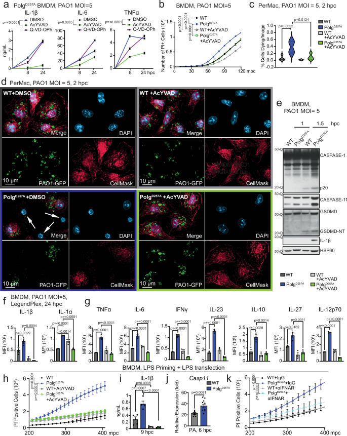 Fig. 2: Caspase-11 and caspase-1 drive pyroptosis and inflammation in PolgD257A macrophages challenged with PAO1.