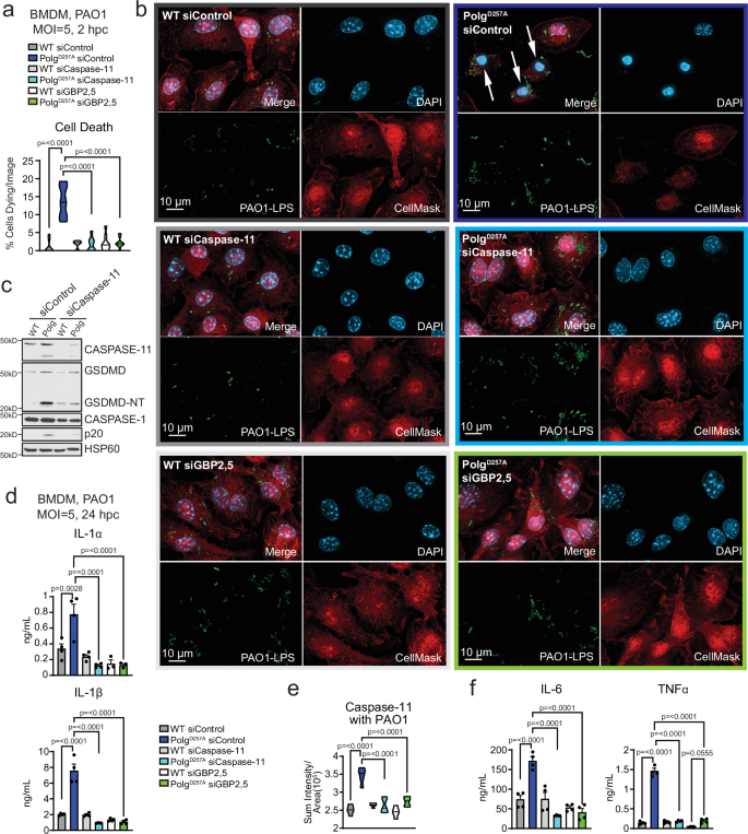 Fig. 4: Caspase-11 activation, accentuated by GBPs, induces cell death and subsequent inflammation in PolgD257A macrophages.