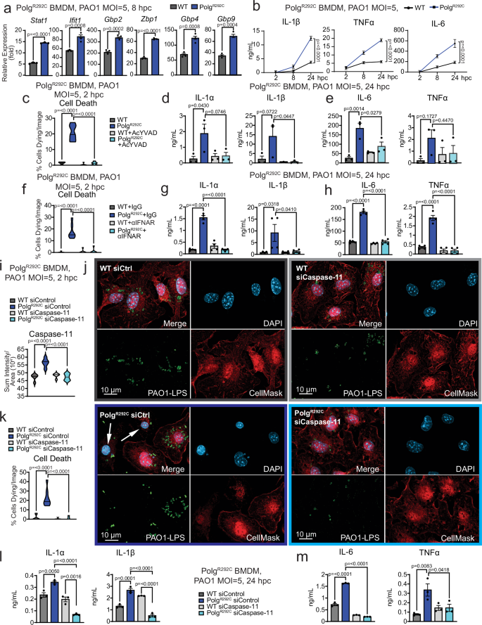 Fig. 6: Macrophages incorporating a deleterious patient mutation (PolgR292C) exhibit mtDNA depletion, elevated IFN-I responses, increased pyroptosis, and hyperinflammation after challenge with PAO1.