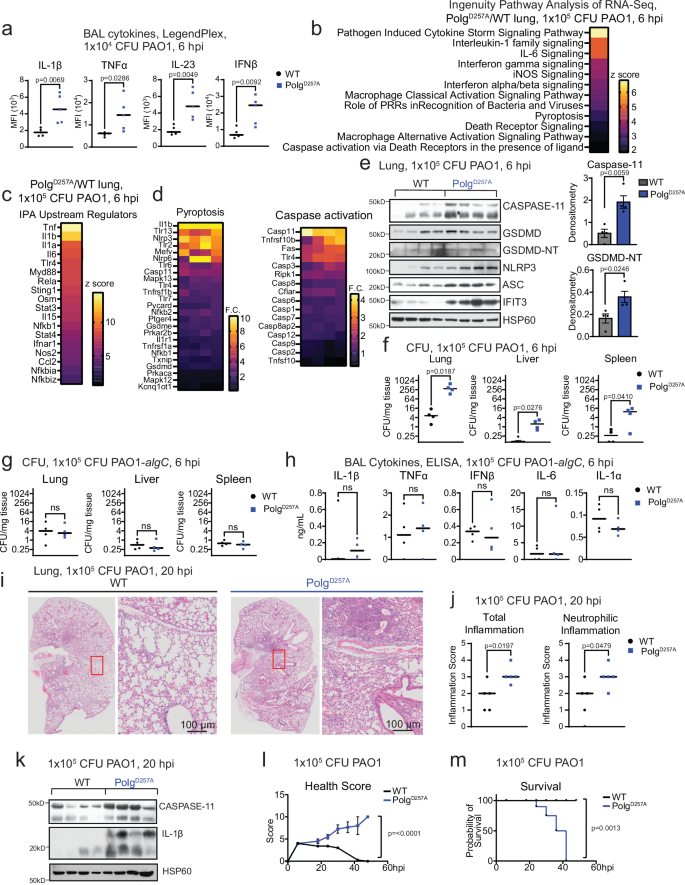 Fig. 7: Intratracheal instillation of PAO1 into lungs elicits greater inflammation, caspase-11 expression, and morbidity of PolgD257A mutant mice.