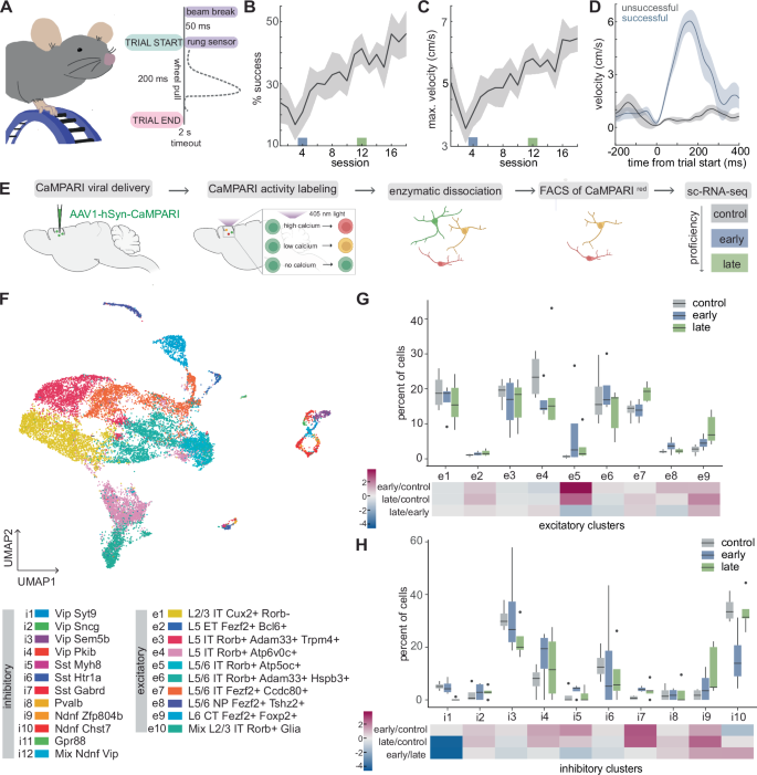Fig. 1: M1 active cell type enrichment during training of a motor task.