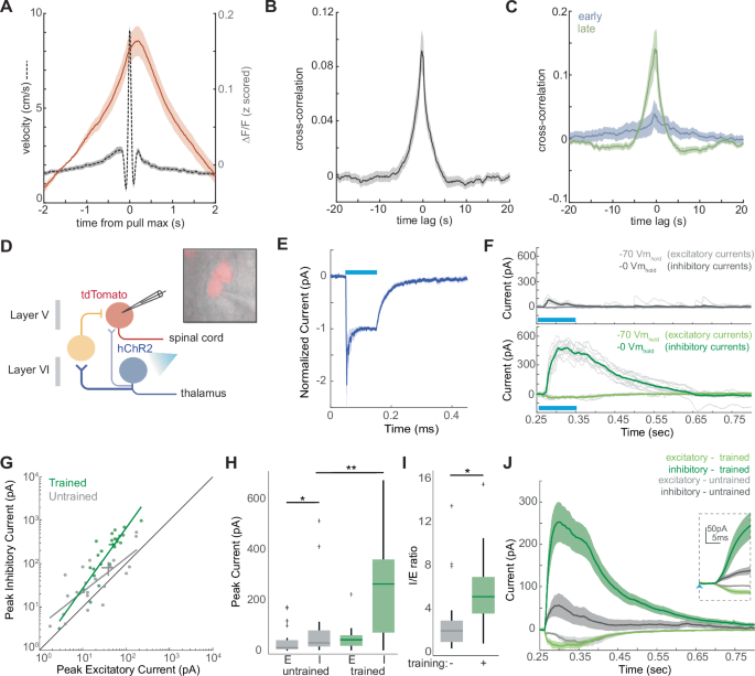 Fig. 5: Multisynaptic inhibition of corticospinal neurons by M1CT neurons augments with training.