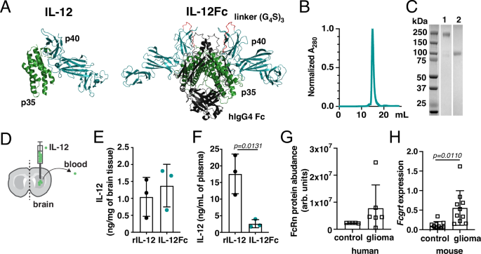 Fig. 1: Bivalent single-chain Fc-fusion reduces plasma prevalence of IL-12, but increased FcRn abundance in glioblastoma (GBM) may counteract tissue retention.