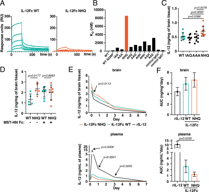 Fig. 2: Silencing FcRn binding increases tissue retention and reduces peripheral exposure of IL-12Fc.