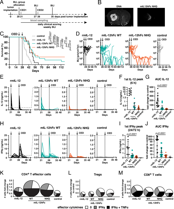 Fig. 3: Increased therapeutic index of IL-12Fc NHQ in murine GBM.