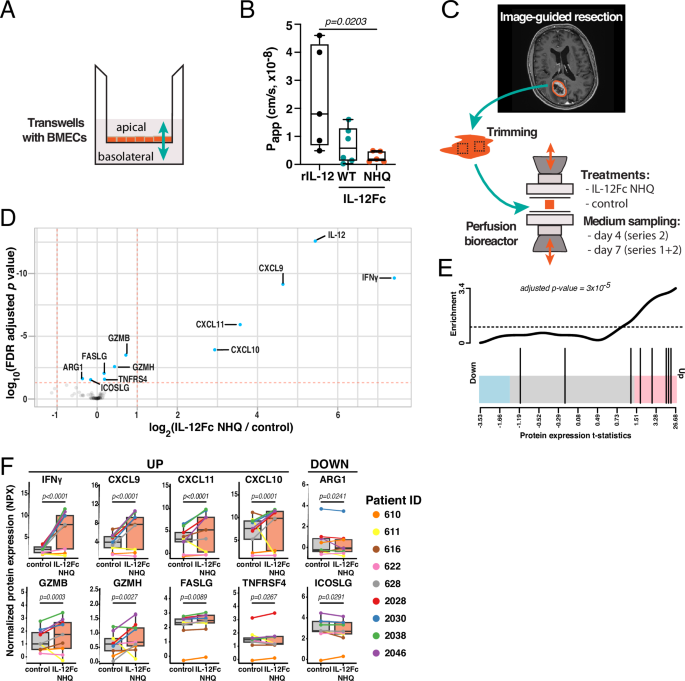 Fig. 6: Proinflammatory conditioning of FcRn-silenced IL-12Fc-treated patient-derived GBM explants with intact tumor microenvironment.