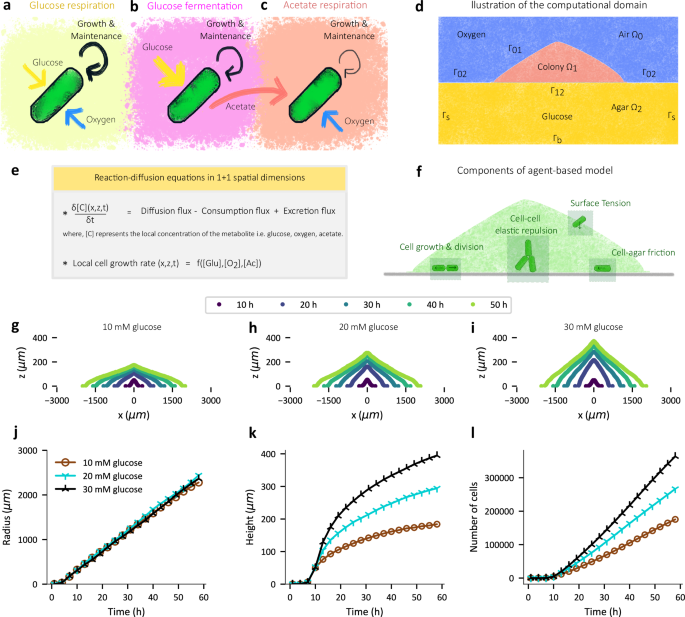 Fig. 2: Simulations based on an agent-based and metabolic model capture overall colony expansion dynamics.