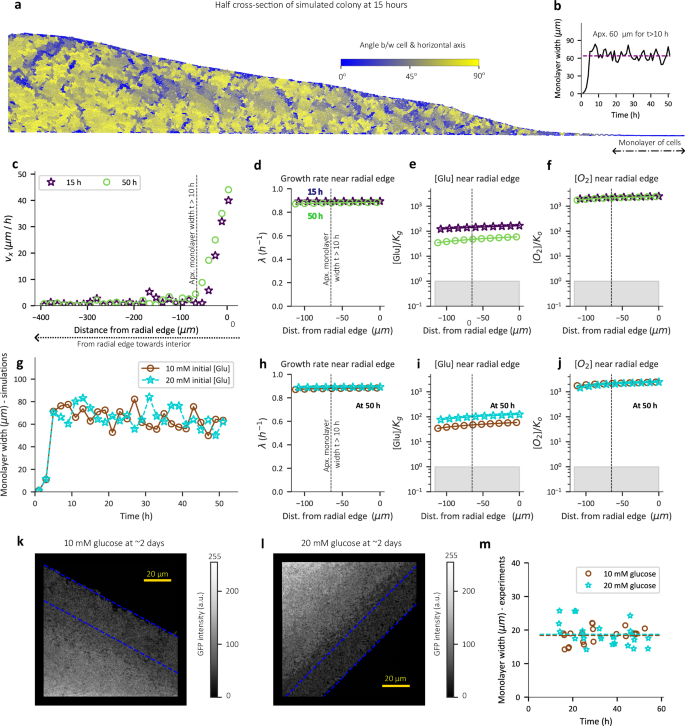 Fig. 3: Radial expansion of colony is not limited by nutrients.