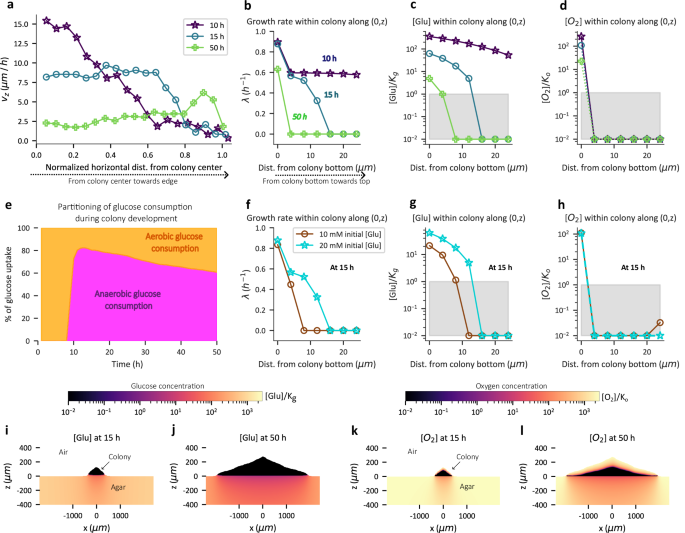 Fig. 4: Vertical expansion of colony is limited by glucose.