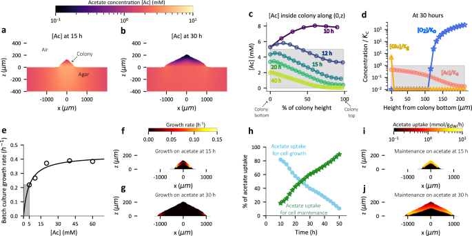 Fig. 5: Dynamics of acetate consumption within colony.
