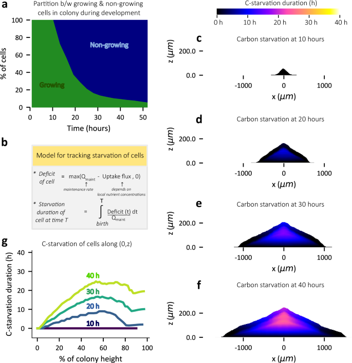 Fig. 6: Progressive carbon starvation of cells in the interior during colony development.