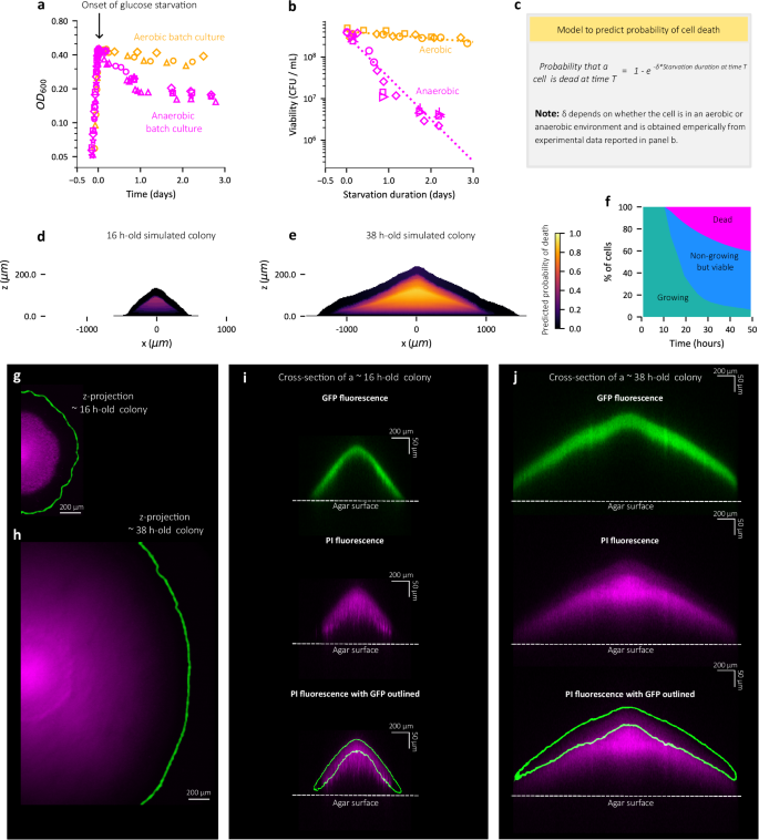 Fig. 7: Prolonged starvation causes cell death in colony interior within 2 days of development.