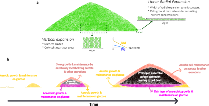 Fig. 8: The developmental program of colony expansion dictated by mechanical constraints and emergent nutrient dynamics.