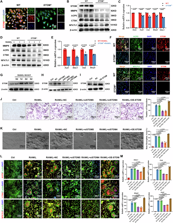 Fig. 4: STOM promotes osteoclast activation and bone resorption in vitro.