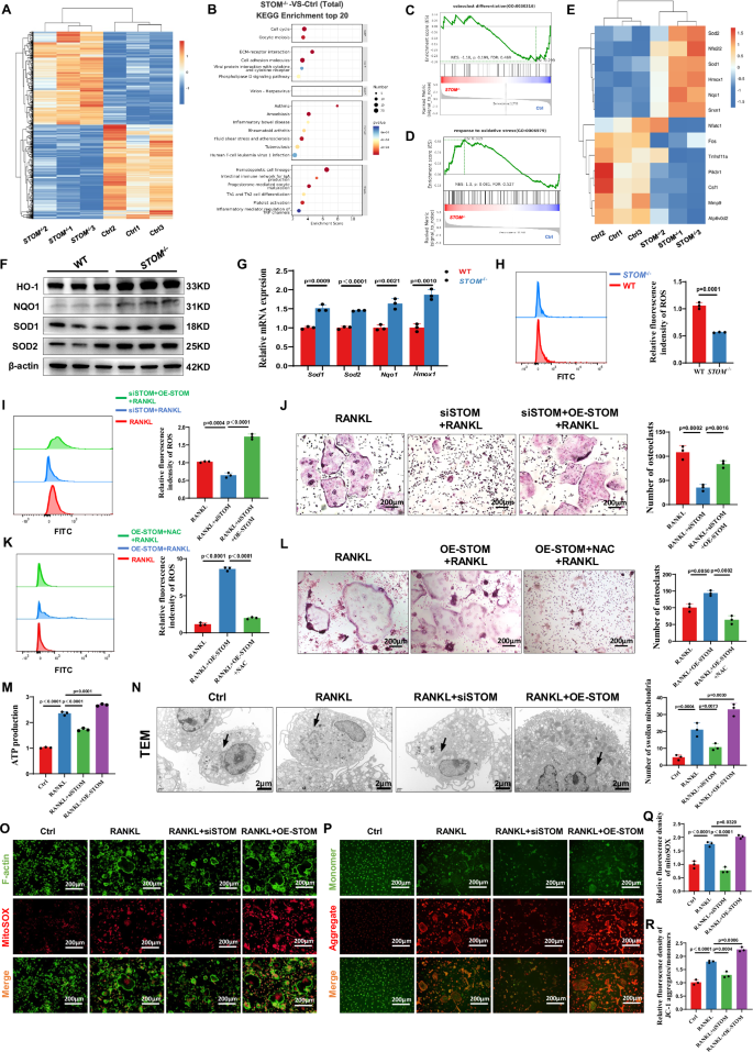 Fig. 5: STOM promotes ROS production by regulating intracellular oxidation levels.