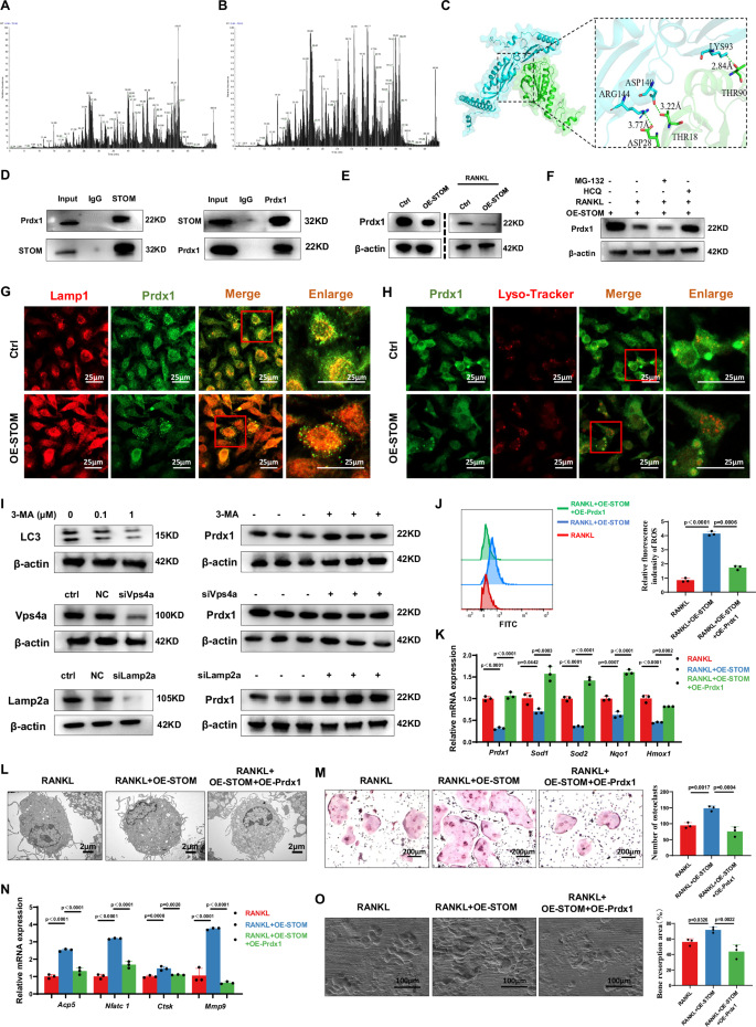 Fig. 6: STOM targets Prdx1 degradation to regulate oxidative stress and osteoclastic differentiation.