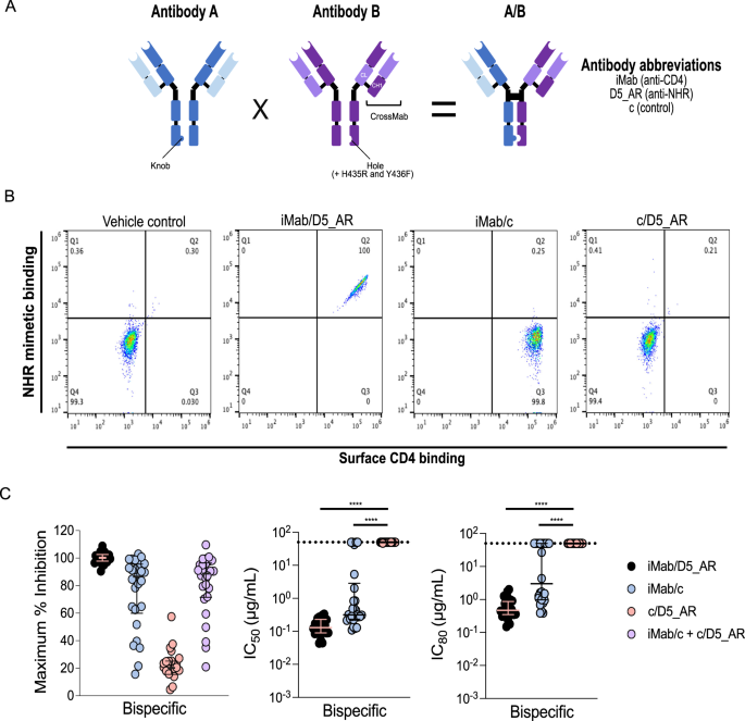 Fig. 2: Enhancing HIV-1 neutralization by NHR-targeting antibody through bispecific antibody-mediated prepositioning on host cells.