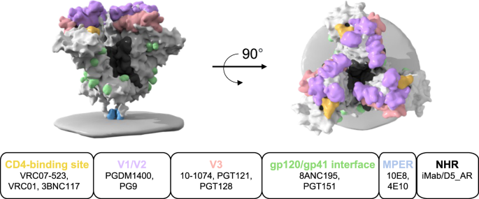 Fig. 7: Binding sites for broadly neutralizing antibodies.