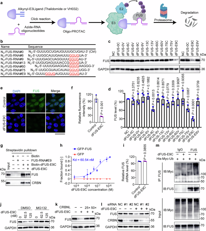 Fig. 1: Design, synthesis, and profiling of Oligo-PROTACs.
