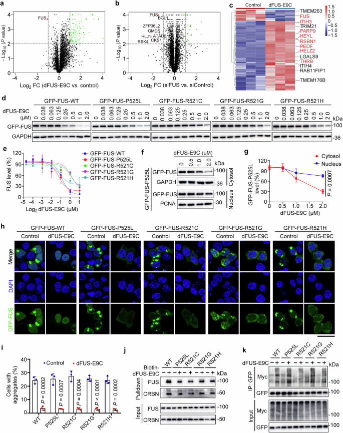 Fig. 3: dFUS-E9C specifically degrades FUS and prefers cytoplasmic FUS aggregates.