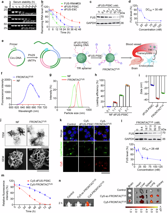 Fig. 4: DNA nanoflowers efficiently deliver dFUS-PS9C into the brain.