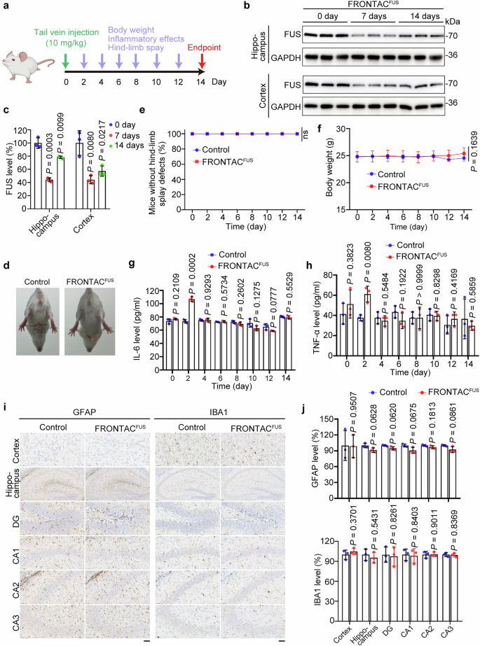Fig. 6: Sustained degradation of FUS by FRONTACFUS with no significant toxicity.