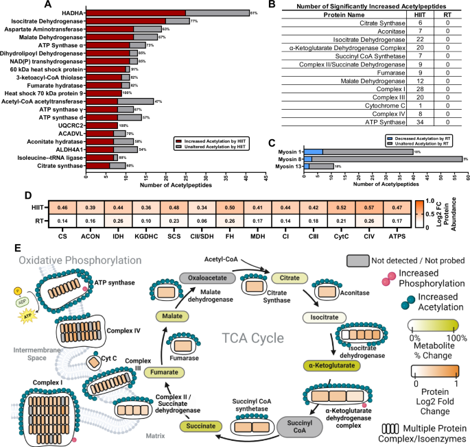 Fig. 3: Enhanced mitochondrial function with high-intensity aerobic Interval Training (HIIT) coincides with greater mitochondrial protein acetylation and abundance.