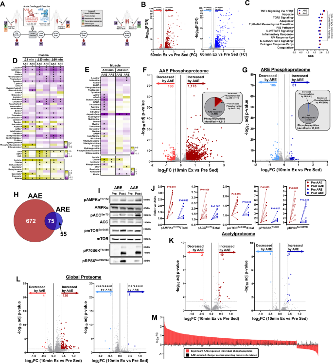 Fig. 5: Despite similar transcriptomic responses, the human skeletal muscle metabolomic and phosphoproteomic responses were more robust following acute aerobic versus acute resistance exercise.