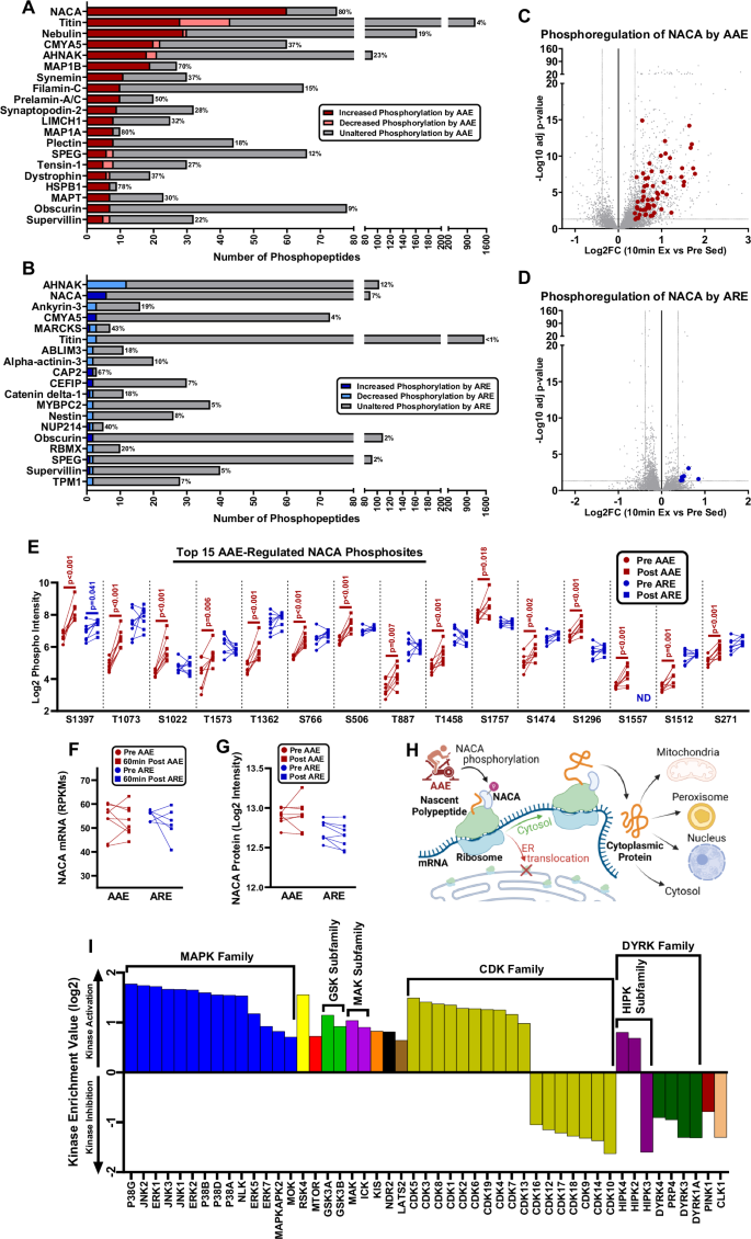 Fig. 6: Acute aerobic exercise robustly regulates phosphorylation of the ribosomal chaperone NACA.